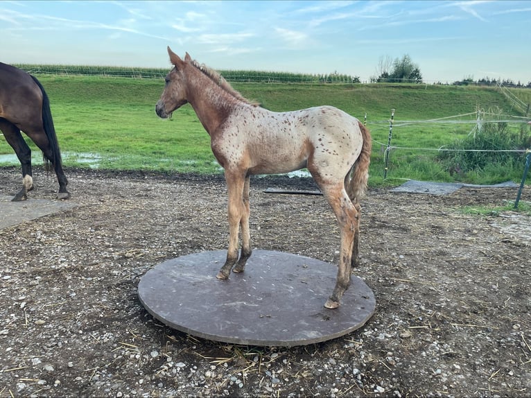 Knabstrup Mix Mare 1 year 16 hh Leopard-Piebald in Polling