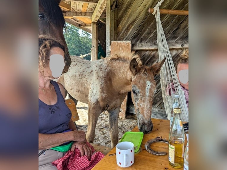 Knabstrup Mix Mare 1 year 16 hh Leopard-Piebald in Polling