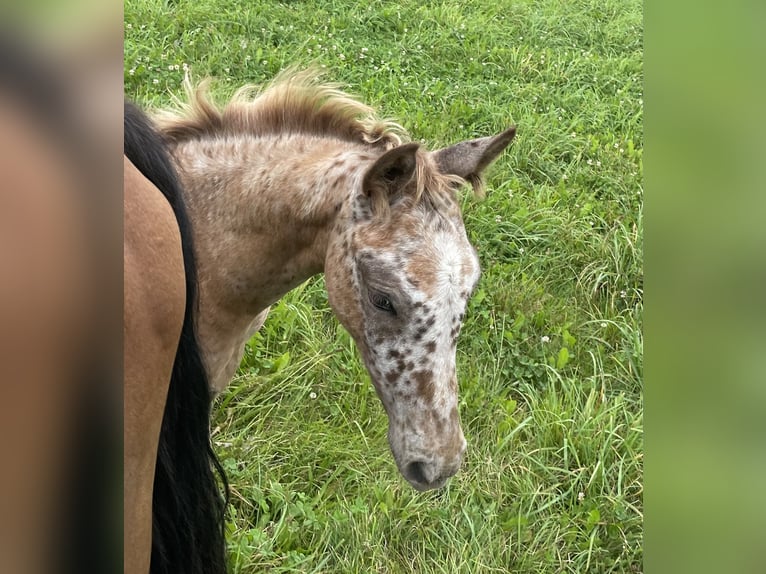 Knabstrup Mix Mare 1 year 16 hh Leopard-Piebald in Polling