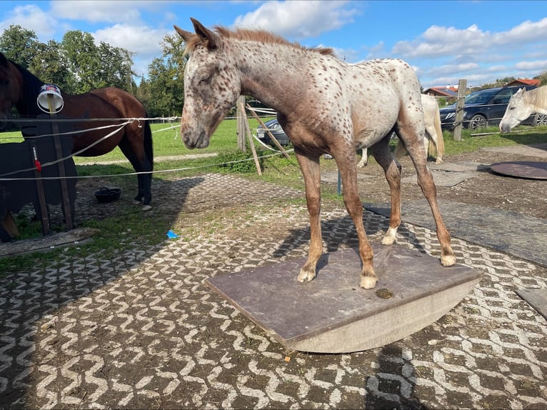 Knabstrup Mix Mare 1 year 16 hh Leopard-Piebald in Polling