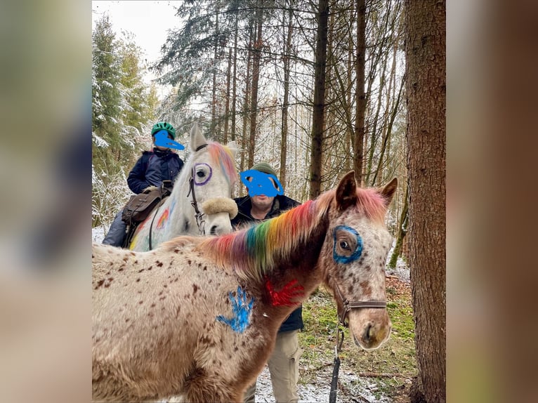 Knabstrup Mix Mare 1 year 16 hh Leopard-Piebald in Polling