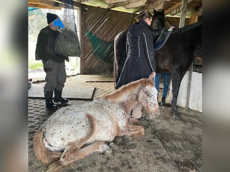 Knabstrup Mix Mare 1 year 16 hh Leopard-Piebald in Polling