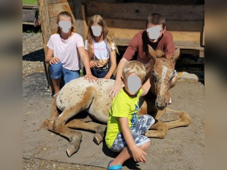 Knabstrup Mix Mare 1 year 16 hh Leopard-Piebald in Polling