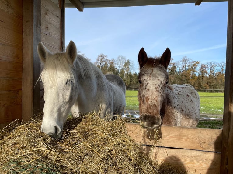 Knabstrup Mix Mare 1 year 16 hh Leopard-Piebald in Polling