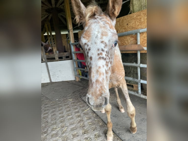 Knabstrup Mix Mare 1 year 16 hh Leopard-Piebald in Polling