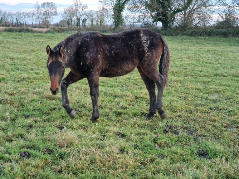 Knabstrup Mare 1 year 16 hh Smoky-Black in Cabariot