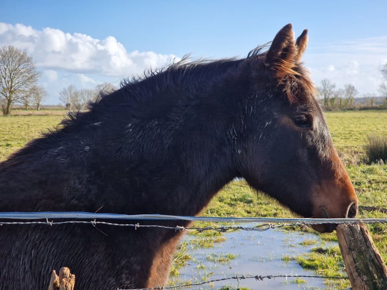 Knabstrup Mare 1 year 16 hh Smoky-Black in Cabariot