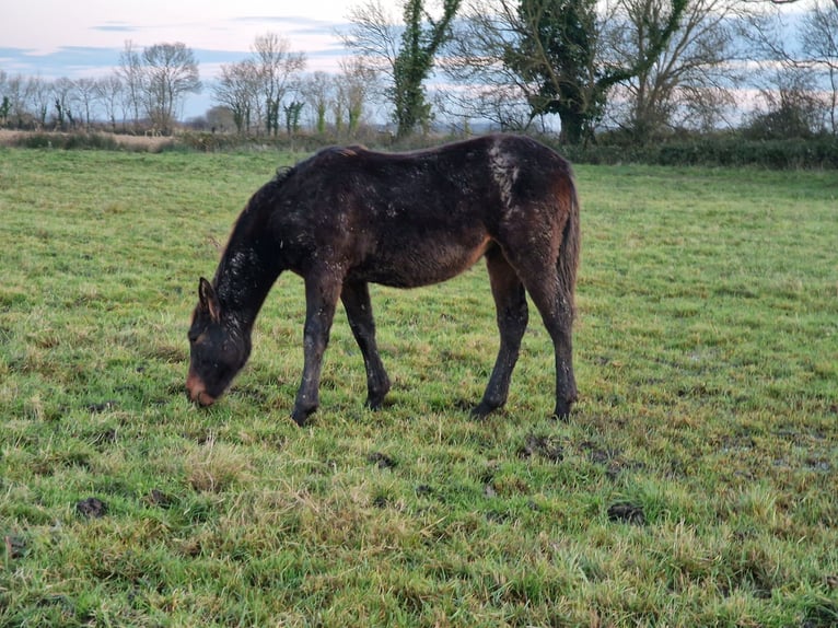 Knabstrup Mare 1 year 16 hh Smoky-Black in Cabariot