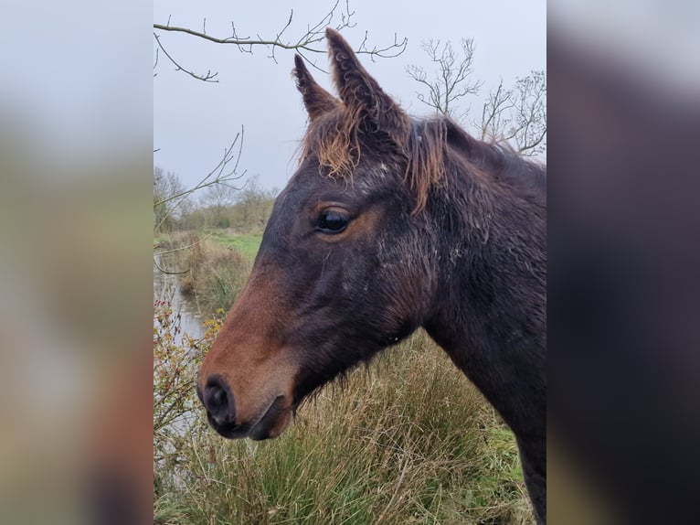 Knabstrup Mare 1 year 16 hh Smoky-Black in Cabariot