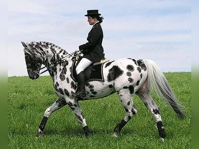 Knabstrup Mare 1 year 16 hh Smoky-Black in Cabariot