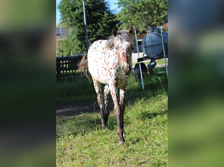 Knabstrup Mare 1 year Leopard-Piebald in Roßhaupten