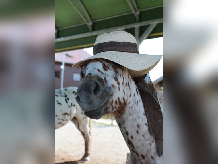 Knabstrup Mare 1 year Leopard-Piebald in Roßhaupten