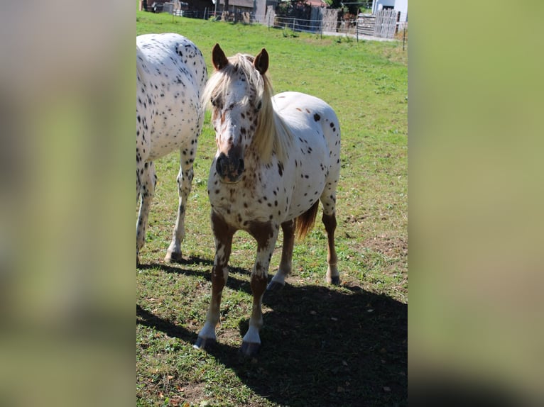 Knabstrup Mare 1 year Leopard-Piebald in Roßhaupten