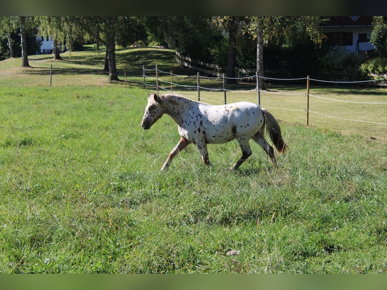 Knabstrup Mare 1 year Leopard-Piebald in Roßhaupten