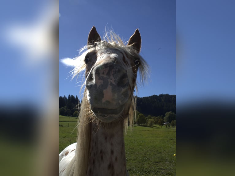 Knabstrup Mare 1 year Leopard-Piebald in Roßhaupten