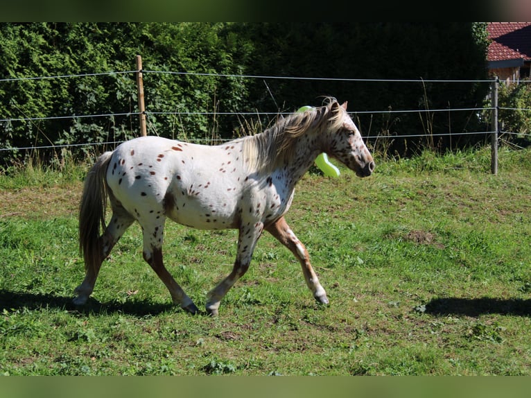 Knabstrup Mare 1 year Leopard-Piebald in Roßhaupten