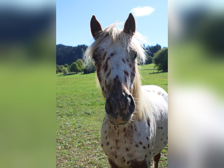 Knabstrup Mare 1 year Leopard-Piebald in Roßhaupten
