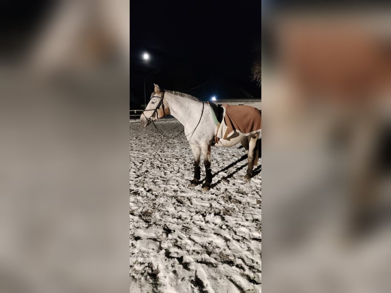 Knabstrup Mix Mare 21 years 15,1 hh in Seester