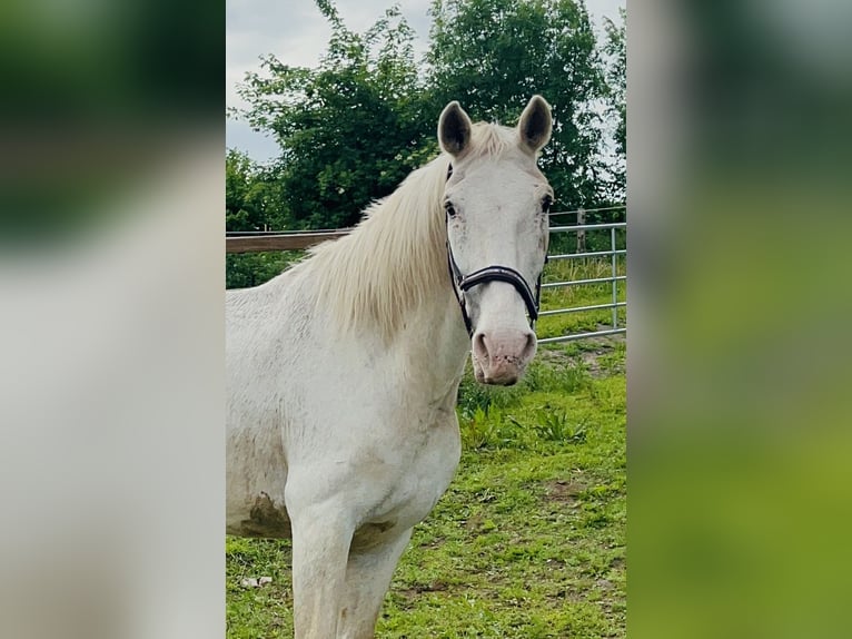 Knabstrup Mare 21 years 15,2 hh White in Seth Knabstrup Mare 21 years 15,2 hh White in Seth