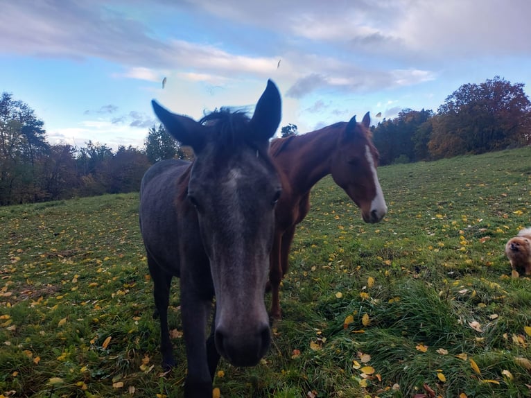 Knabstrup Mare 2 years 14.2 hh Can be white in Nittenau