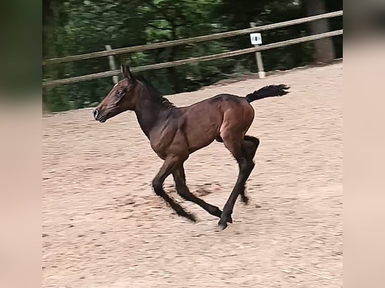 Knabstrup Mare 2 years 14.2 hh Can be white in Nittenau