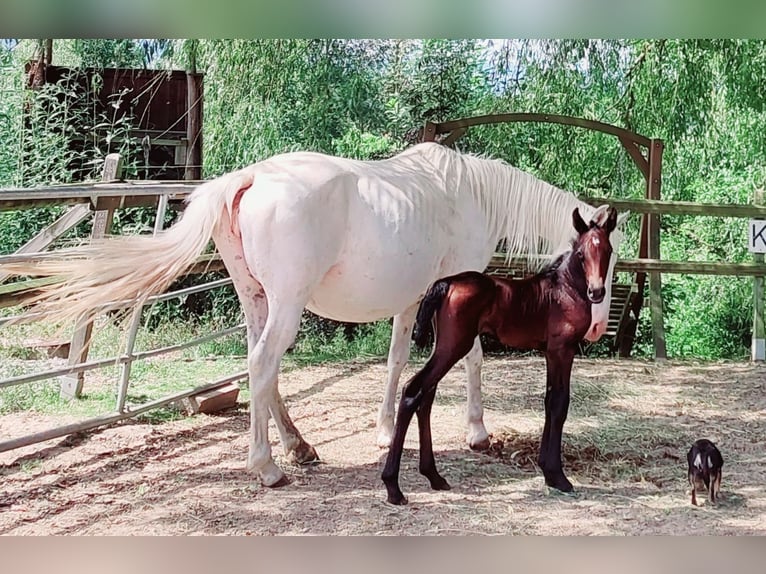 Knabstrup Mare 2 years 14.2 hh Can be white in Nittenau