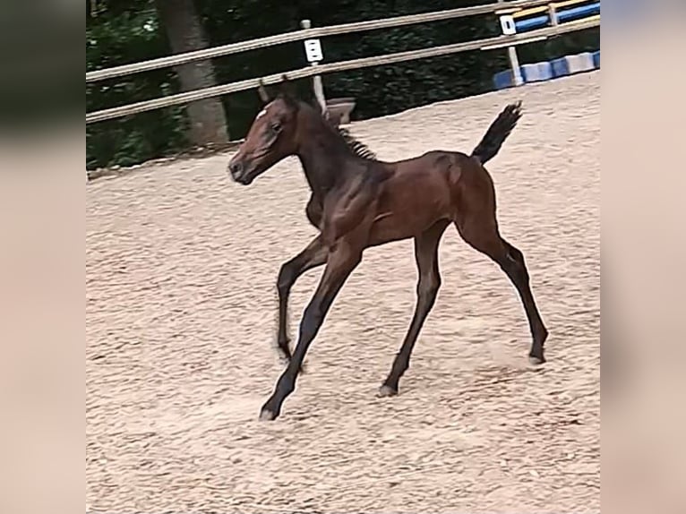 Knabstrup Mare 2 years 14,2 hh Can be white in Nittenau