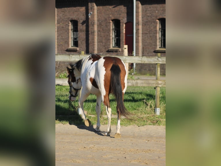 Knabstrup Mare 2 years 15,1 hh Overo-all-colors in Lobith