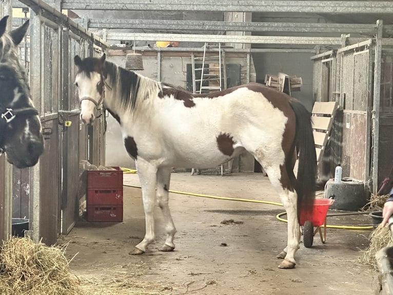 Knabstrup Mare 2 years 15,1 hh Overo-all-colors in Lobith