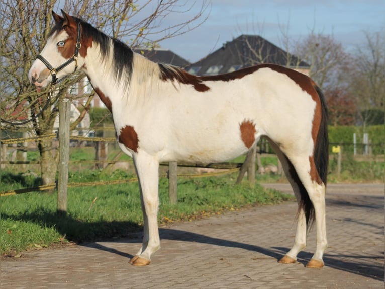 Knabstrup Mare 2 years 15,1 hh Overo-all-colors in Lobith