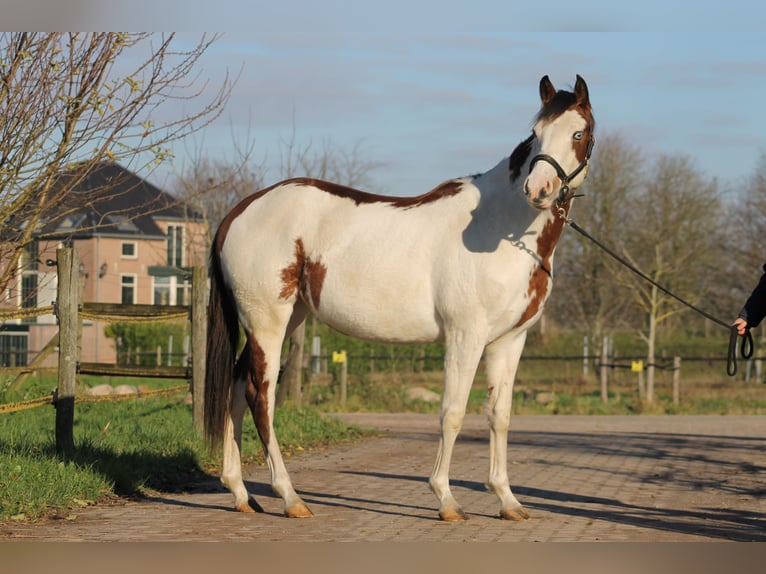 Knabstrup Mare 2 years 15,1 hh Overo-all-colors in Lobith