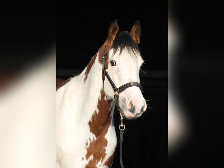 Knabstrup Mare 2 years 15,1 hh Overo-all-colors in Lobith