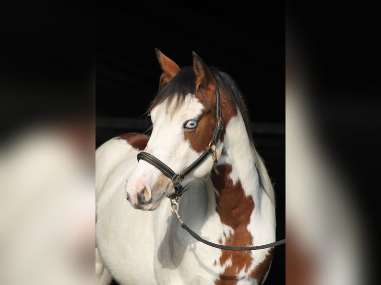 Knabstrup Mare 2 years 15,1 hh Overo-all-colors in Lobith