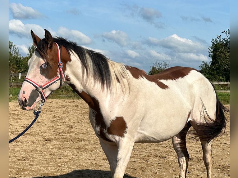 Knabstrup Mare 2 years 15,1 hh Overo-all-colors in Lobith