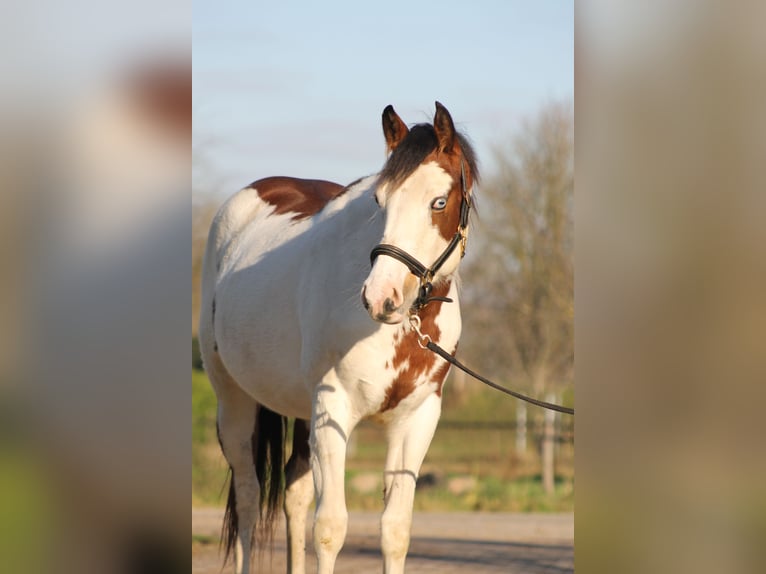 Knabstrup Mare 2 years 15,1 hh Overo-all-colors in Lobith