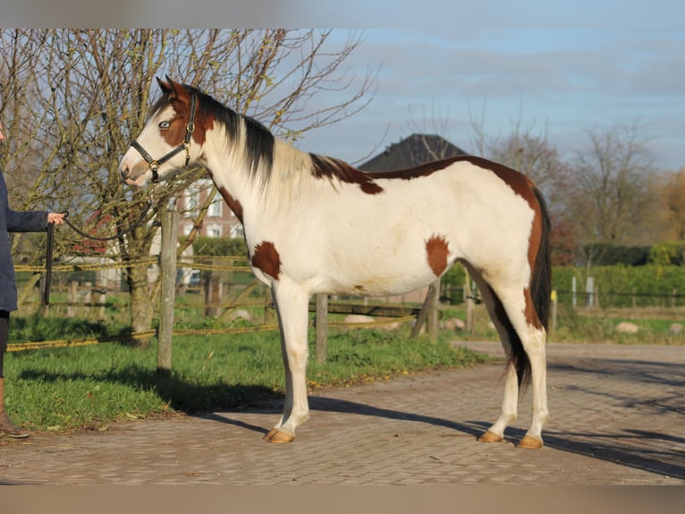 Knabstrup Mare 2 years 15,1 hh Overo-all-colors in Lobith