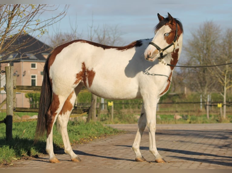 Knabstrup Mare 2 years 15,1 hh Overo-all-colors in Lobith