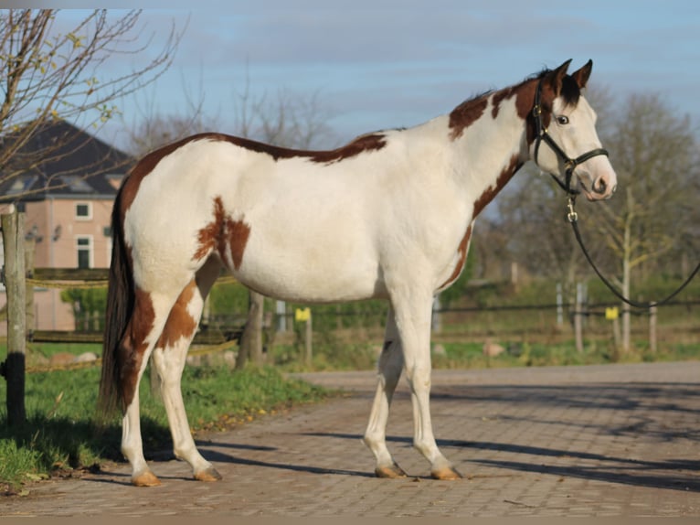 Knabstrup Mare 2 years 15,1 hh Overo-all-colors in Lobith