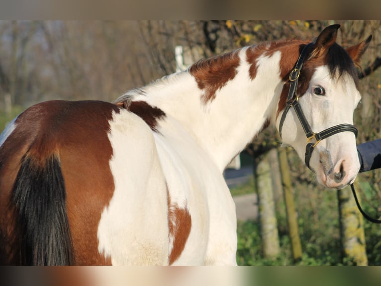 Knabstrup Mare 2 years 15,1 hh Overo-all-colors in Lobith