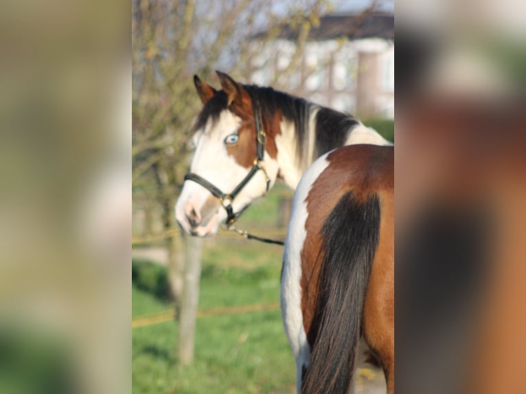 Knabstrup Mare 2 years 15,1 hh Overo-all-colors in Lobith