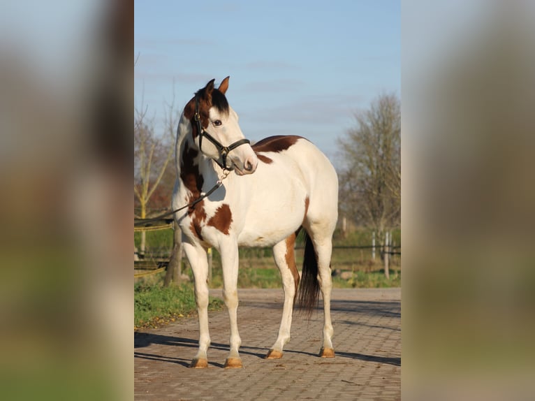 Knabstrup Mare 2 years 15,1 hh Overo-all-colors in Lobith