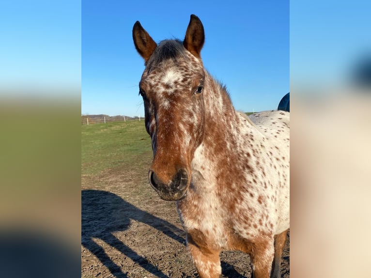 Knabstrup Mare 2 years 15 hh Leopard-Piebald in Mohrkirch