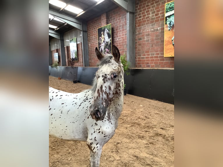 Knabstrup Mare 2 years 15,1 hh Leopard-Piebald in Werpeloh