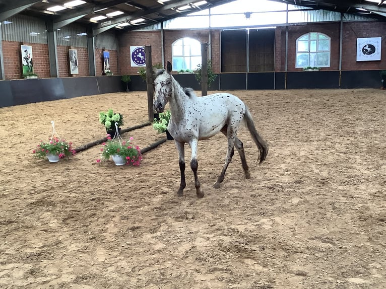 Knabstrup Mare 2 years 15,1 hh Leopard-Piebald in Werpeloh