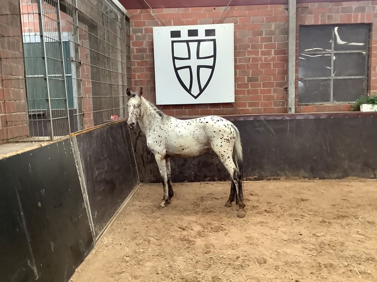 Knabstrup Mare 2 years 15,1 hh Leopard-Piebald in Werpeloh