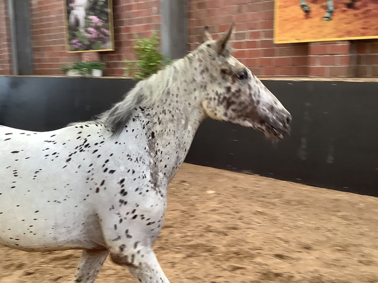 Knabstrup Mare 2 years 15,1 hh Leopard-Piebald in Werpeloh
