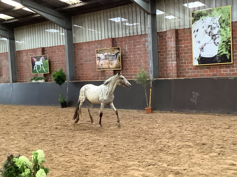 Knabstrup Mare 2 years 15,1 hh Leopard-Piebald in Werpeloh