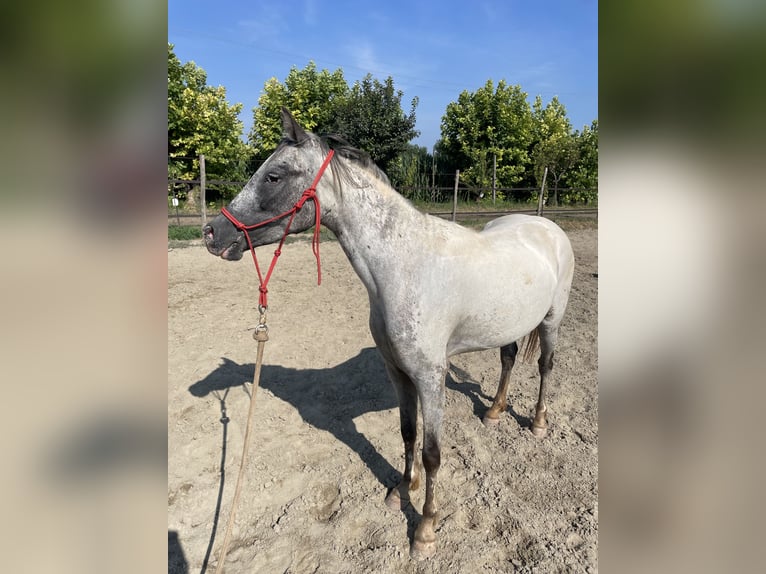Knabstrup Mare 3 years 13.1 hh Leopard-Piebald in Ghedi