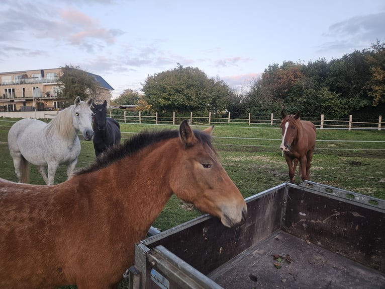 Knabstrup Mix Mare 3 years 13,2 hh Brown in Verden (Aller)verden