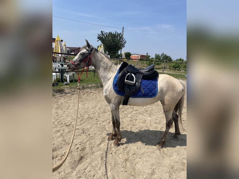 Knabstrup Mare 3 years 13.2 hh Leopard-Piebald in Ghedi